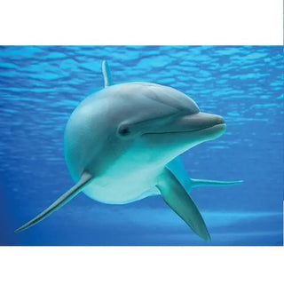 Dolphin Edible Cake Image - A4 Size