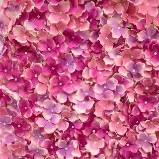 Pink Flower Wall Hire | Event Hire Wellington